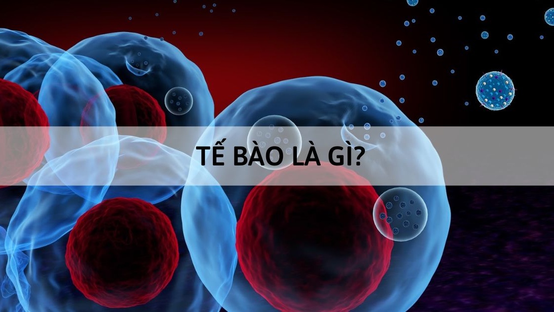 Đâu không phải là một loại tế bào trên cơ thể con người?