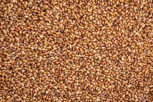 Lợi ích dinh dưỡng từ bột Teff bạn nên biết 2