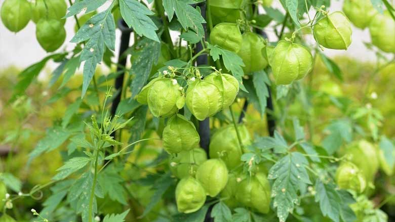 Thắc mắc: Cây tầm bóp có mấy loại? 2