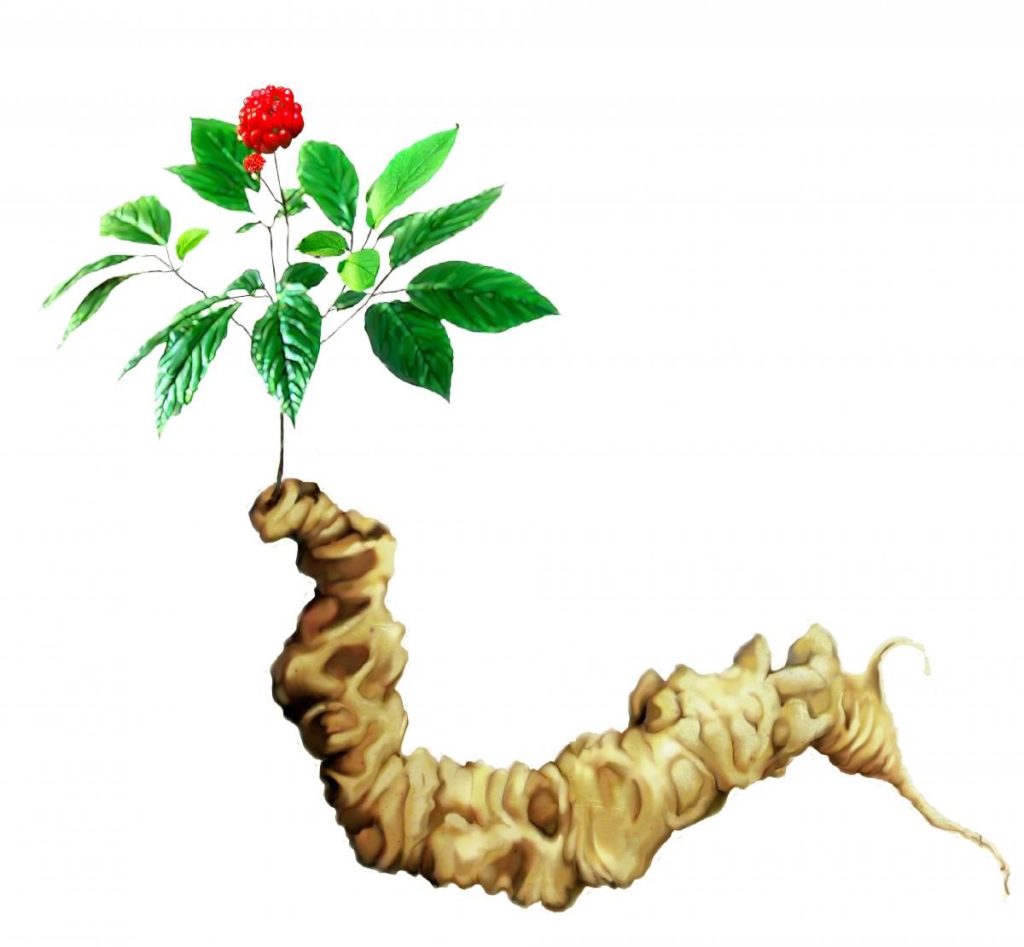 Thắc mắc: Củ tam thất có tác dụng gì? 3