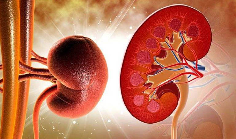 Tác động của lượng nước tiêu thụ đến thận