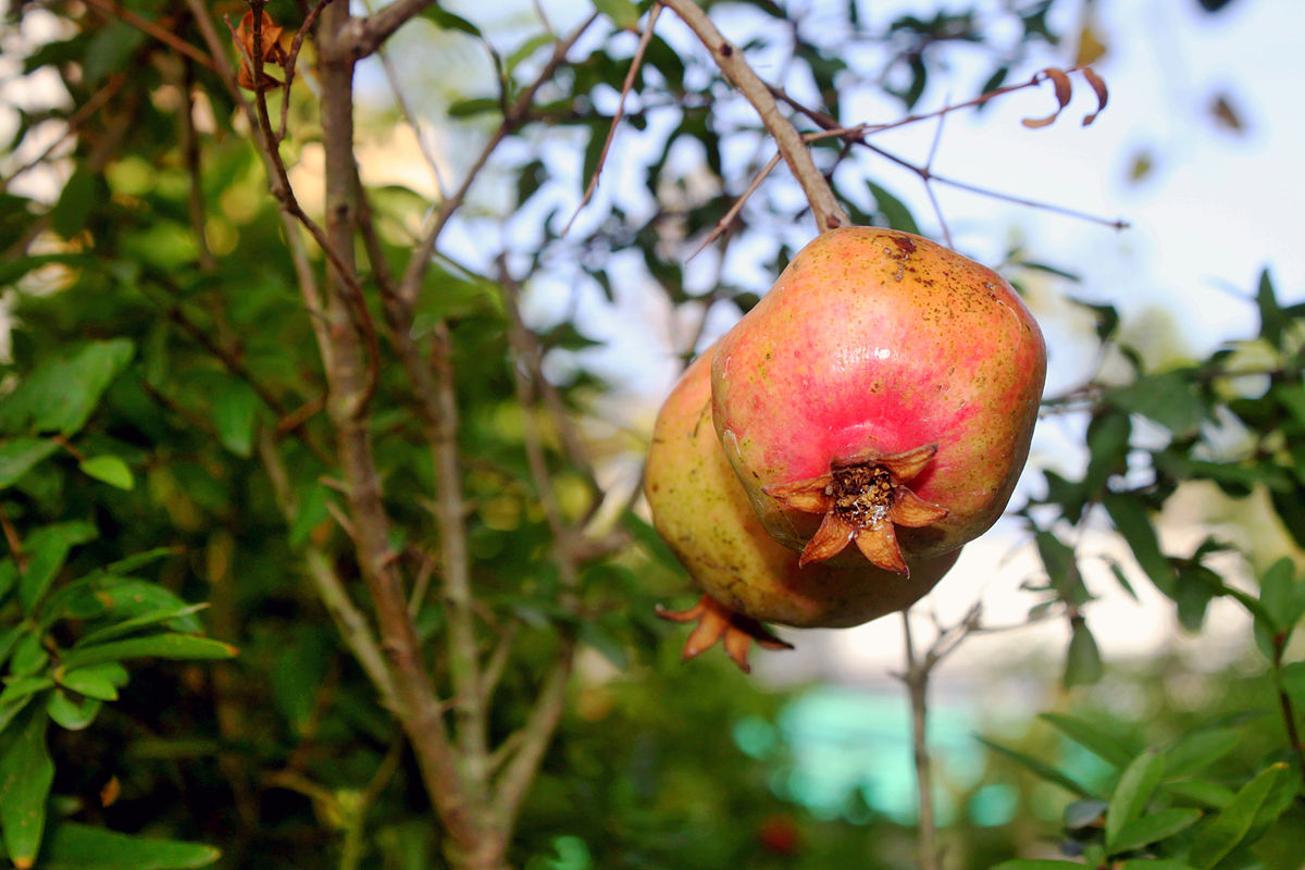 dược liệu thạch lựu