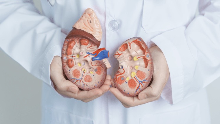 than-tiet-nieu-he-thong-quan-trong-cho-suc-khoe 2