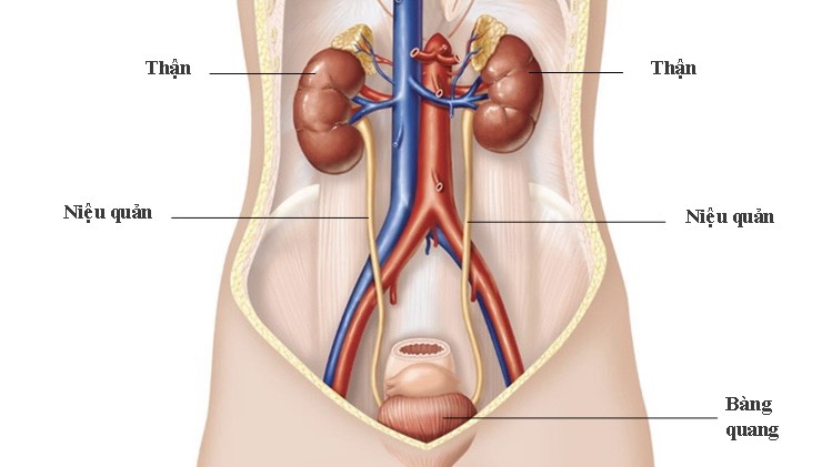 than-tiet-nieu-he-thong-quan-trong-cho-suc-khoe 1