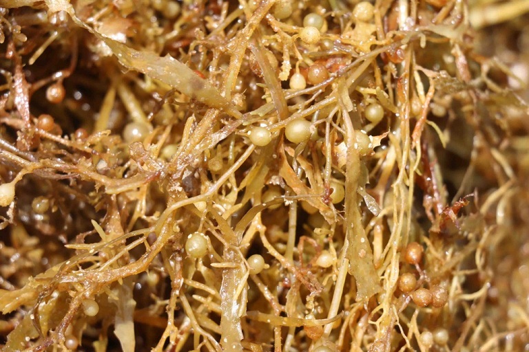 dược liệu rong mơ