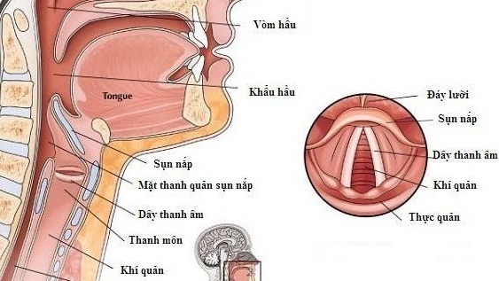 Thanh quản là gì? Thanh quản nằm ở đâu? 1