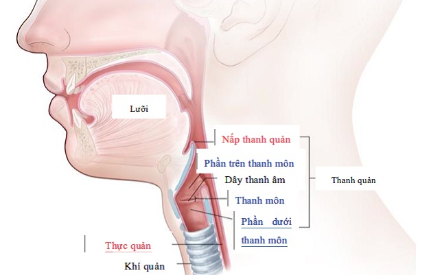 Thanh quản là gì? Thanh quản nằm ở đâu? 2