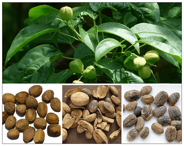 ba đậu trị bệnh