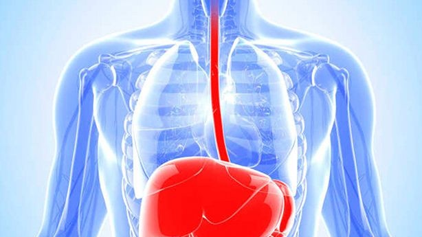 Thực quản: Chức năng và bệnh lý thường gặp 1