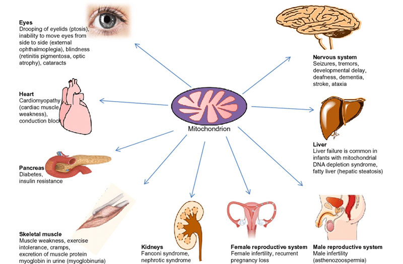 ti-the-la-gi-nhung-benh-ly-lien-quan-den-ti-the 3.jpg