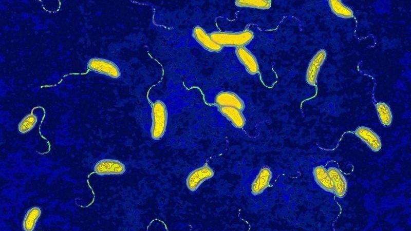 Tìm hiểu các chỉ định và giá vắc xin tả mORCVAX 1