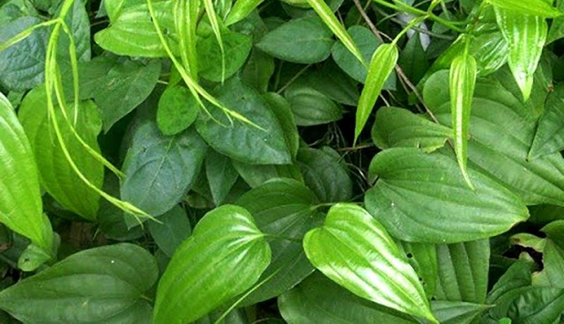 Tìm hiểu về bách bộ: Bách bộ có tác dụng gì?1