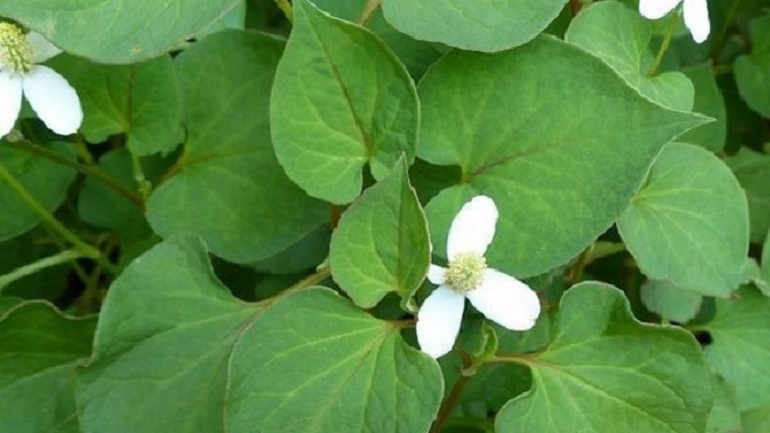 Tìm hiểu về tình trạng bị lòi dom sau khi sinh 4