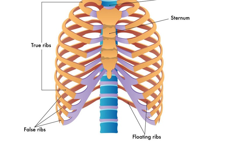 Xương sườn: Vị trí, cấu tạo, chức năng và một số bệnh lý thường gặp 2