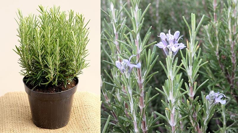 Tinh dầu hương thảo: Một loại dược liệu quý trong nhà bếp 1.jpg