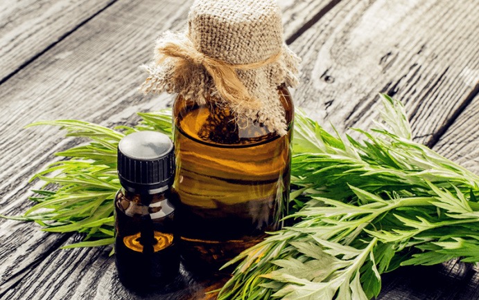 Tinh dầu ngải cứu và công dụng tuyệt vời có thể bạn chưa biết 4