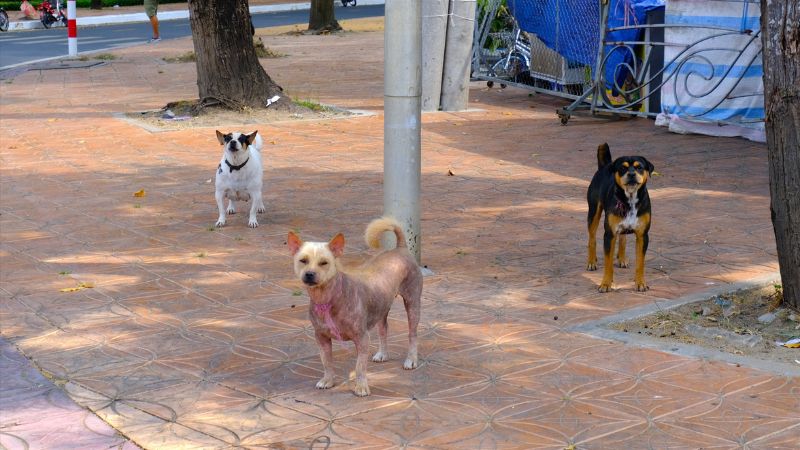 Tình trạng bệnh dại do chó mèo thả rông và cách phòng ngừa 3