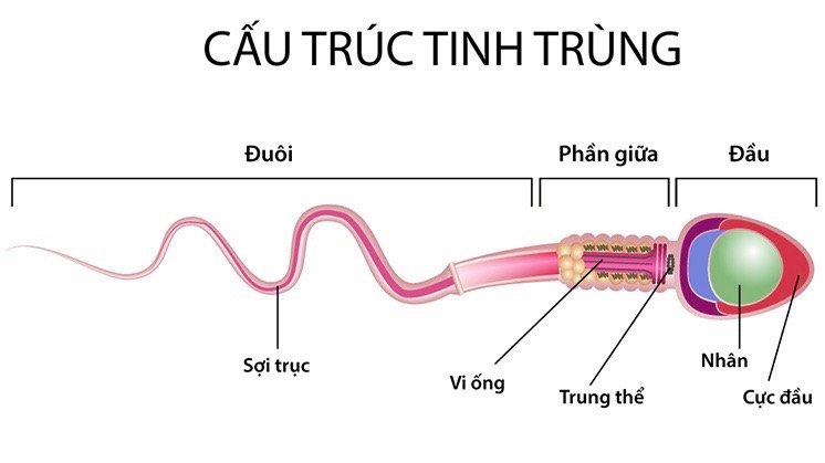 tinh-trung-co-bao-gio-het-khong-cac-bien-phap-duy-tri-suc-khoe-tinh-trung 1