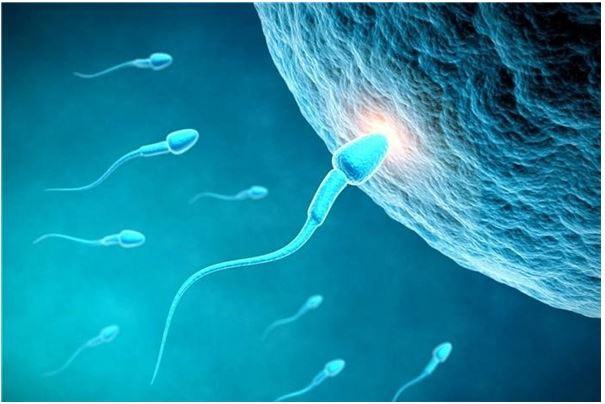 Tinh trùng sau khi lọc rửa sống được bao lâu? 2