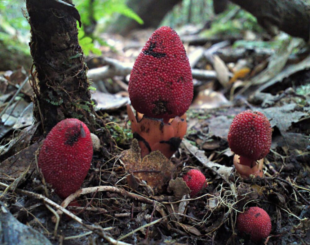 Sâm tỏa dương 1