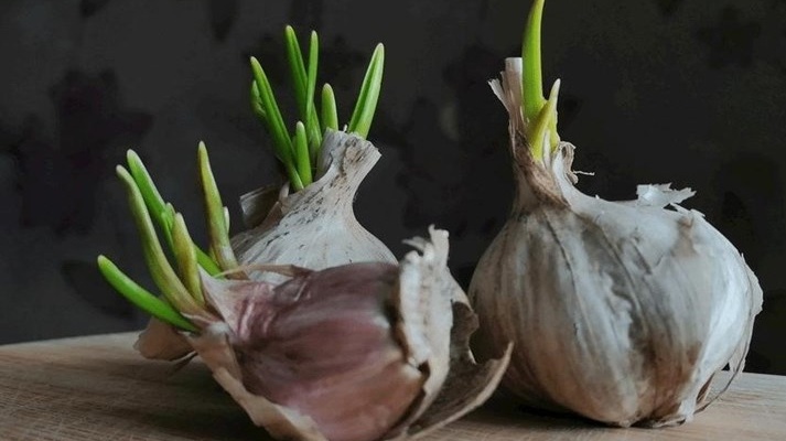 Tỏi mọc mầm có ăn được không? Những lưu ý khi ăn tỏi mọc mầm 2