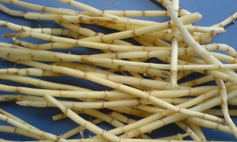 Tổng hợp những cây thuốc nam chữa viêm tuyến tiền liệt hiệu quả tại nhà 3