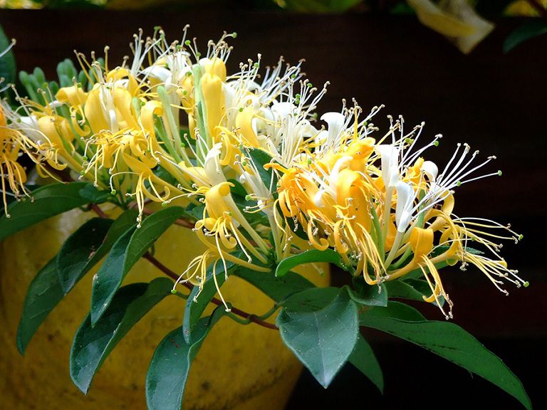 Tổng hợp những cây thuốc nam chữa viêm tuyến tiền liệt hiệu quả tại nhà 2