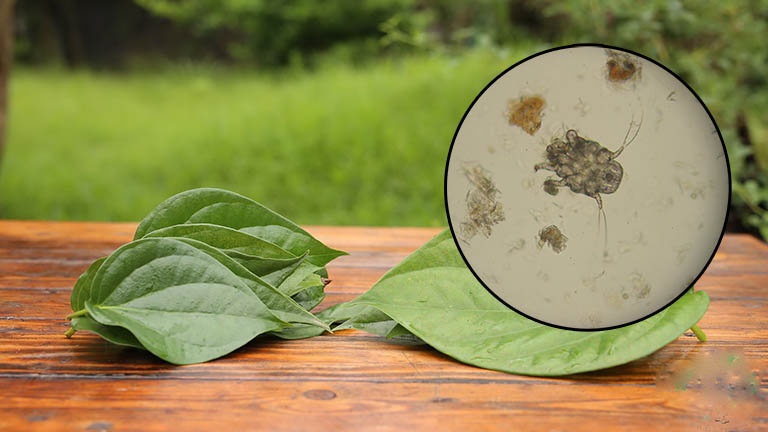 Top 3 cách trị ghẻ nước bằng lá trầu không 3