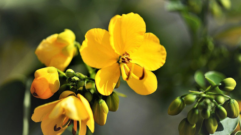 Trà Senna là gì 1