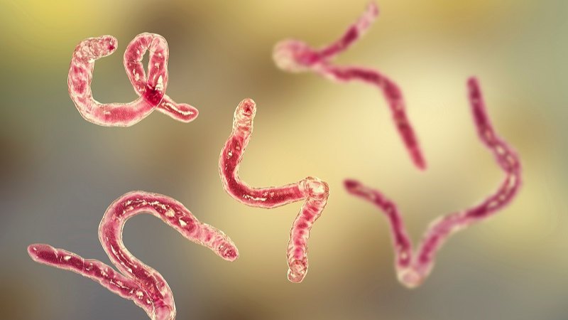 Giun dẹp và các triệu chứng khi nhiễm, cách chẩn đoán1