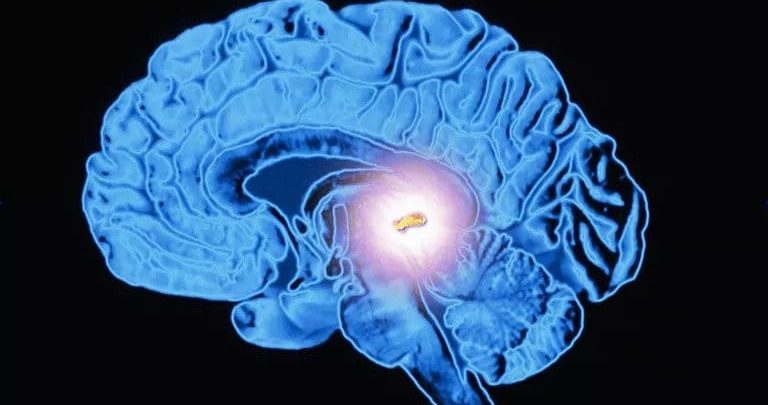 Tuyến tùng: Chức năng và các bệnh lý thường gặp 1