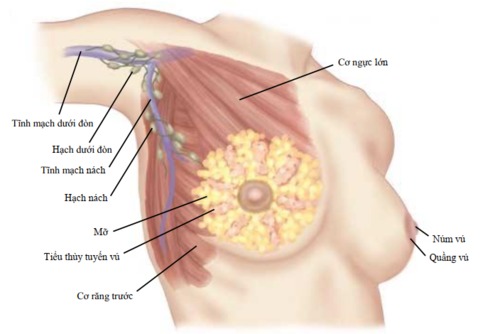 Tuyến vú phụ ở nách là gì? Biểu hiện của tuyến vú phụ