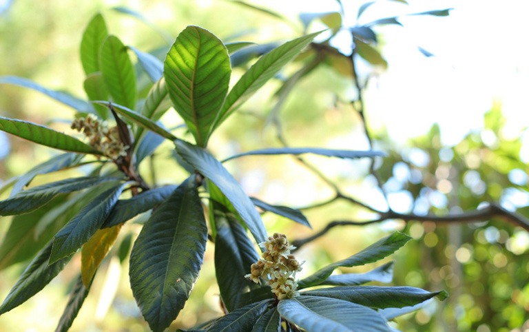 Tỳ bà diệp có tác dụng gì? Một số bài thuốc kinh nghiệm từ tỳ bà diệp