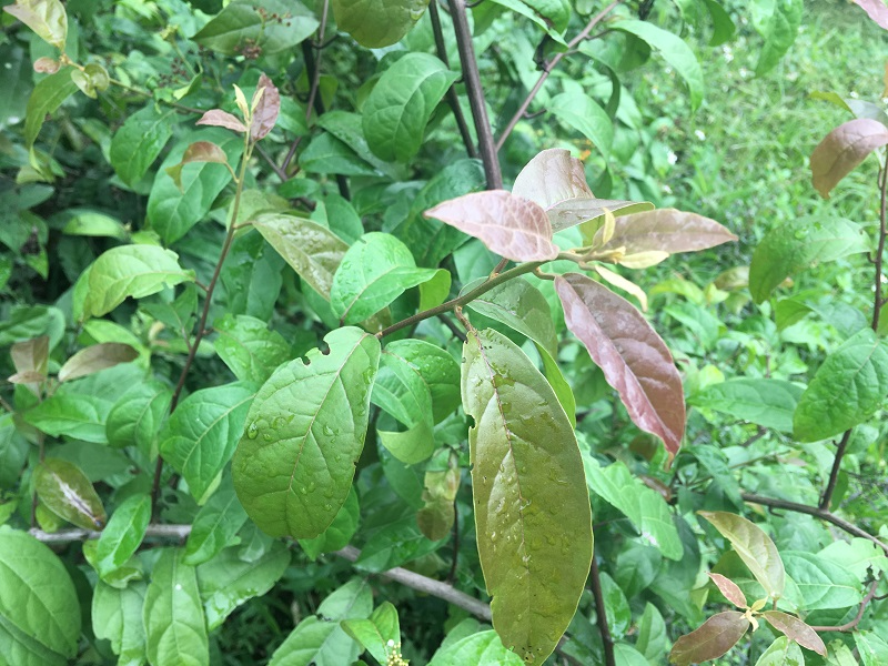 U tuyến giáp uống xạ đen, có nên hay không?2