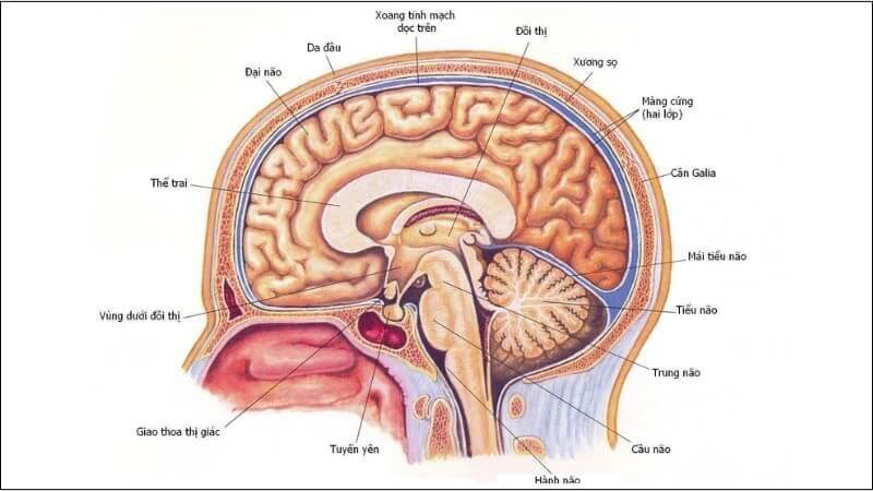 Xạ trị u tuyến yên ác tính và những điều cần biết 1