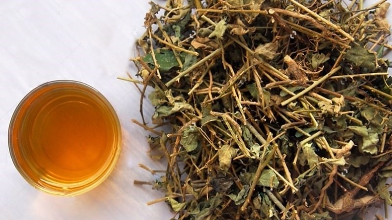 Uống cà gai leo có bị tụt huyết áp không? Những ai không nên uống cà gai leo? 1