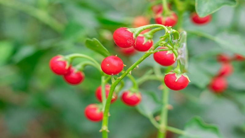 Uống cà gai leo có bị tụt huyết áp không? Những ai không nên uống cà gai leo?