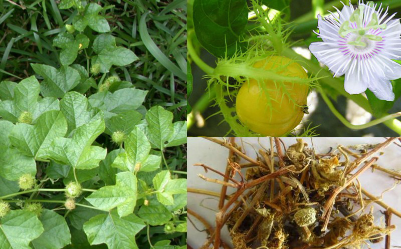 Uống cây lạc tiên có giảm cân không? 1