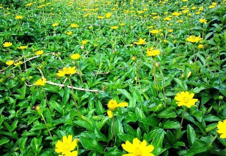 Sài đất là loài cây phổ biến ở nhiều nơi