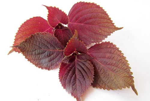 Uống nước lá tía tô bao lâu thì trắng da? Làm thế nào để trắng da bằng lá tía tô? 1