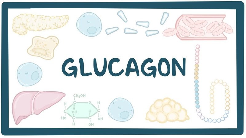 vai-tro-cua-hormone-glucagon-trong-viec-can-bang-duong-huyet-trong-co-the 1.jpg