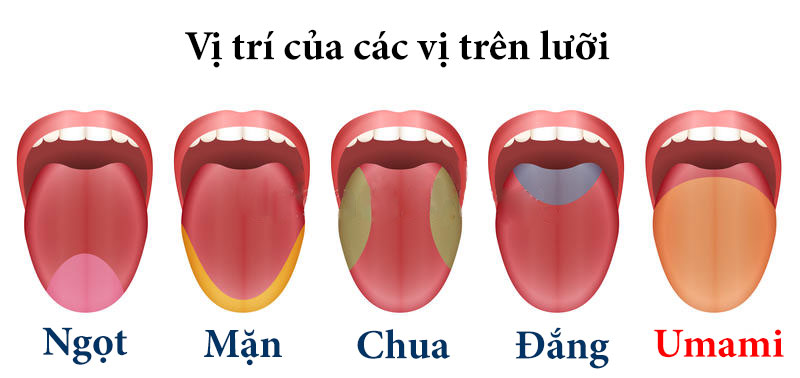 Vị giác là gì? Một số rối loạn vị giác thường gặp 2