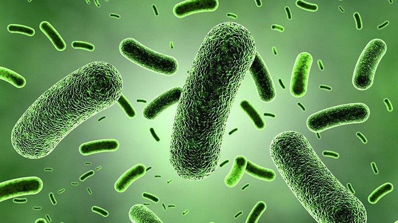 Vi khuẩn kháng acid là nhóm vi khuẩn có khả năng giữ màu nhuộm đặc biệt ngay cả khi tiếp xúc với dung dịch cồn-acid