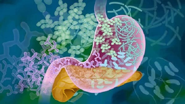 Vi sinh vật hiếu khí có ý nghĩa và vai trò gì trong hệ sinh thái và sức khỏe con người? 2