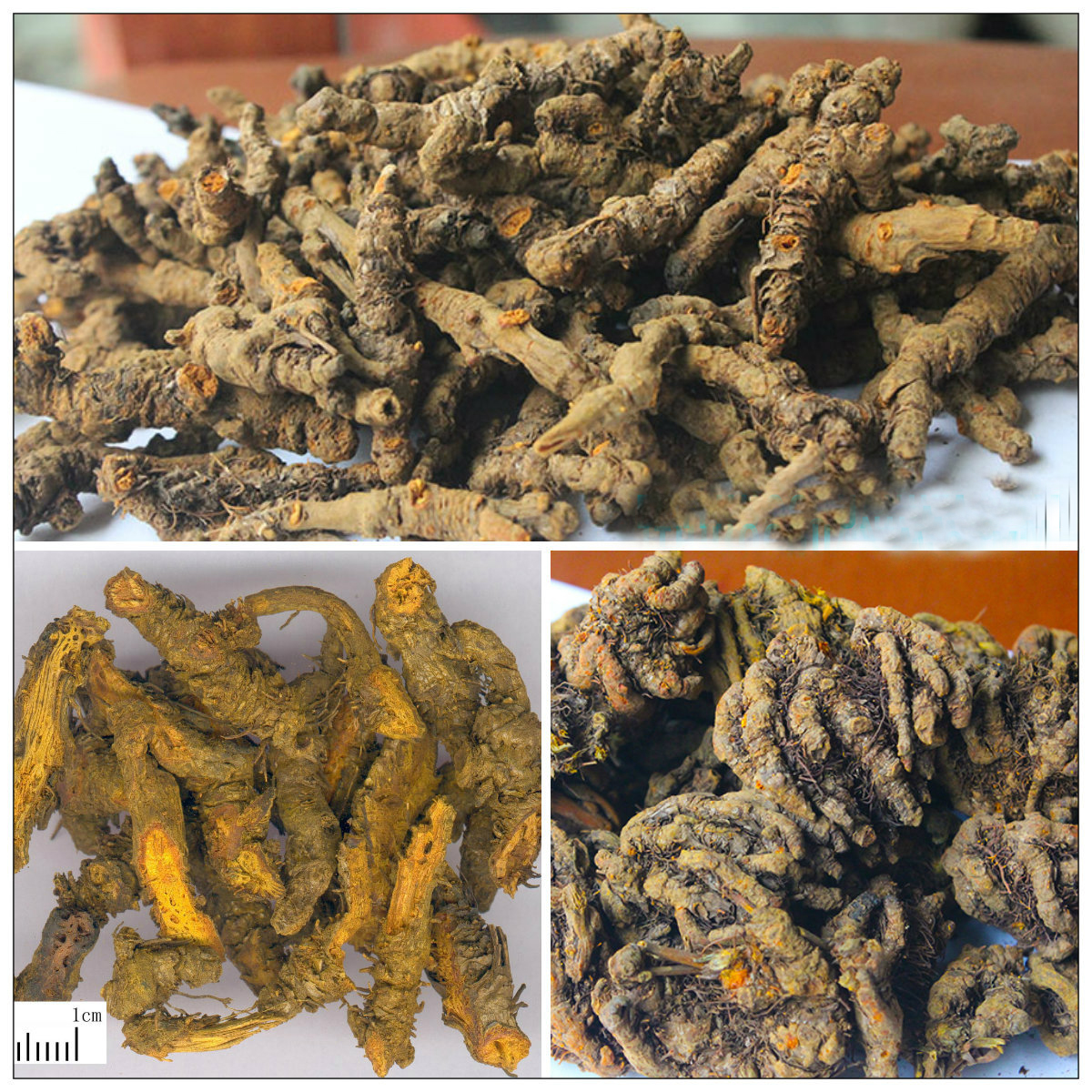 Thân rễ cây thổ hoàng liên được dùng làm thuốc