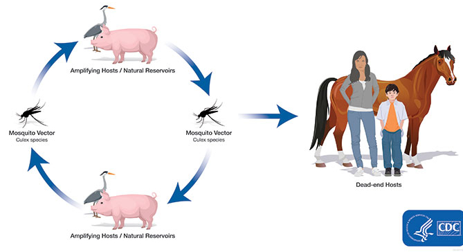 Viêm não nhật bản lây qua đường nào? 2