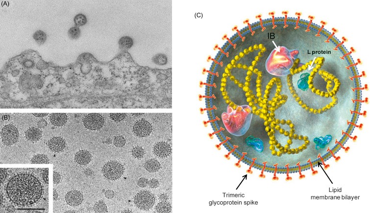 Virus Junin là gì? Đặc điểm cấu tạo của virus Junin 2