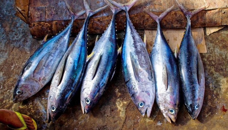 Cá ngừ có hàm lượng protein cao và ít chất béo bão hòa