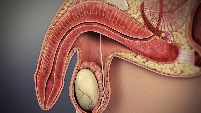 vo-vat-hang-la-gi-nhung-dieu-can-luu-y-de-dam-bao-suc-khoe-sinh-san-nam-gioi 2