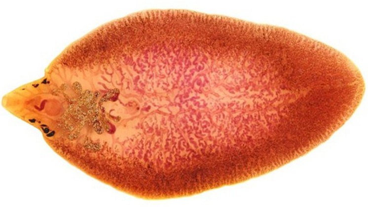 xet-nghiem-ky-sinh-trung-duong-ruot-gom-co-nhung-phuong-phap-nao 1